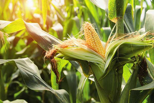 Kukurydza zwyczajna (Zea mays)