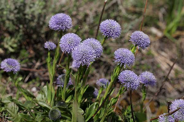 Kulnik zwyczajny (Globularia vulgaris)