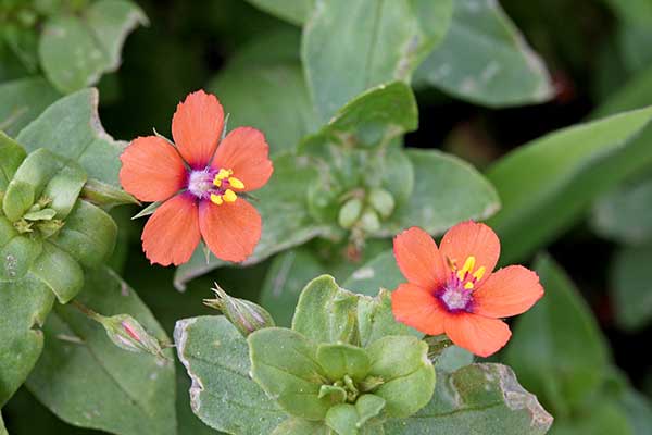 Kurzyślad polny (Anagallis arvensis)