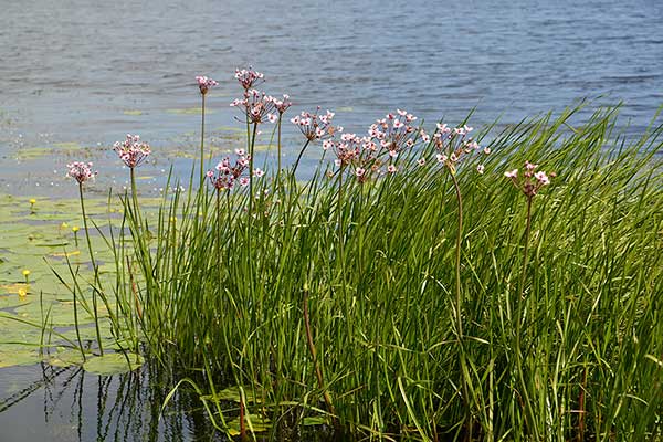 Łączeń baldaszkowy (Butomus umbellatus)