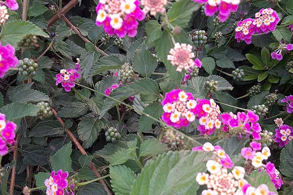 Lantana © Krzysztof Trawiński Lantana
