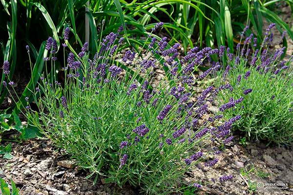 Lawenda wąskolistna (Lavandula angustifolia)