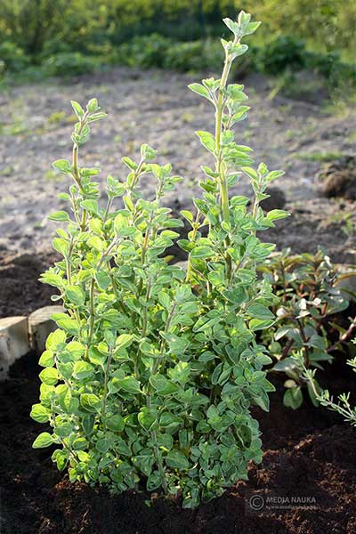 Lebiodka pospolita, oregano (Origanum vulgare)