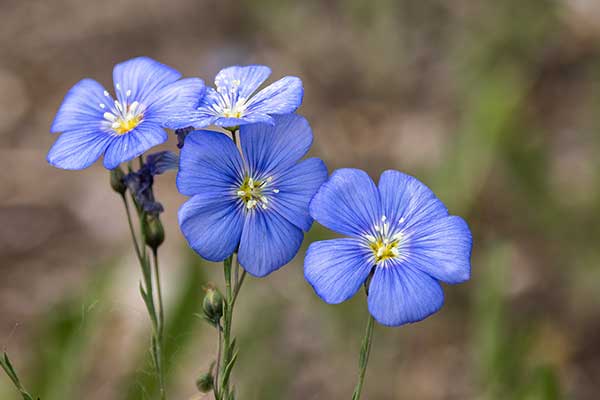 Len austriacki (Linum austriacum)