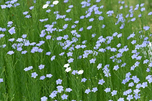 Len trwały (Linum perenne)