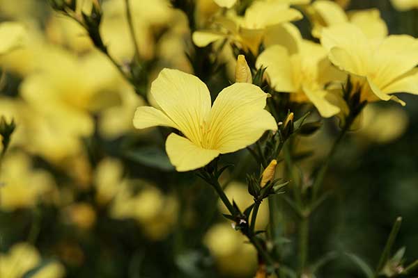 Len złocisty (Linum flavum)