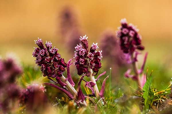 Lepiężnik różowy (Petasites hybridus)