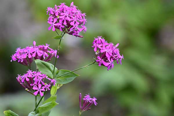 Lepnica baldaszkowa (Silene armeria)