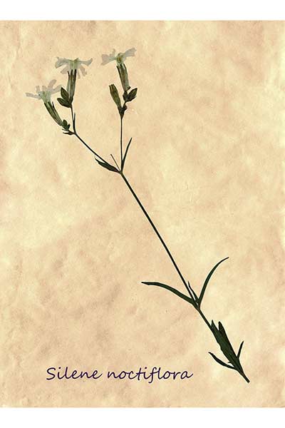 Lepnica nocna, bniec dwudzielny (Silene noctiflora)