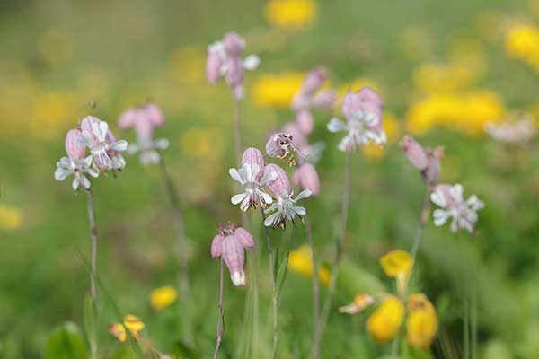 Lepnica rozdęta, lepnica pospolita (Silene vulgaris)