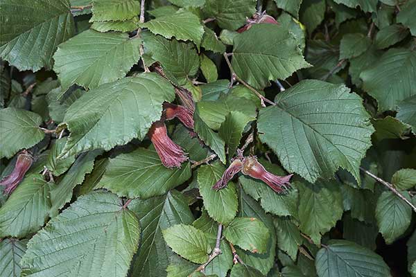 Leszczyna Lamberta, leszczyna południowa (Corylus maxima)