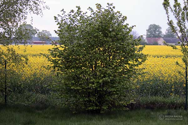 Leszczyna pospolita, orzech laskowy (Corylus avellana)