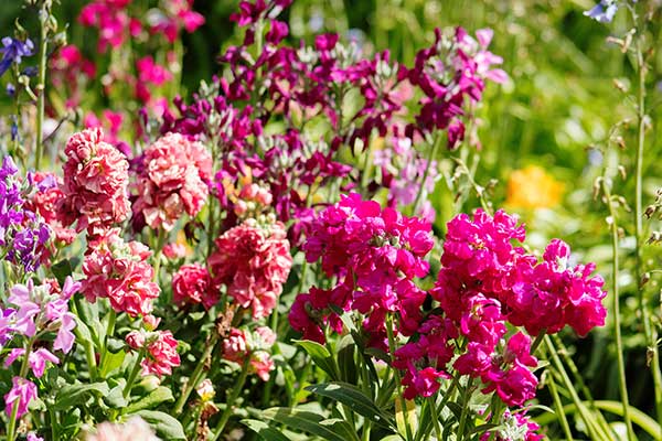 Lewkonia letnia, lewkonia szara (Matthiola incana)