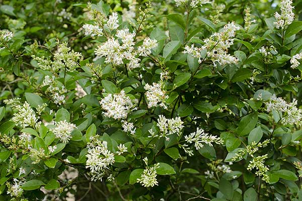 Ligustr pospolity (Ligustrum vulgare)