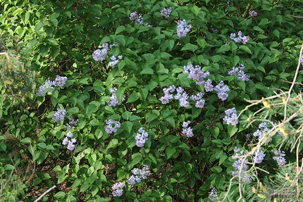 Lilak pospolity (Syringa vulgaris)