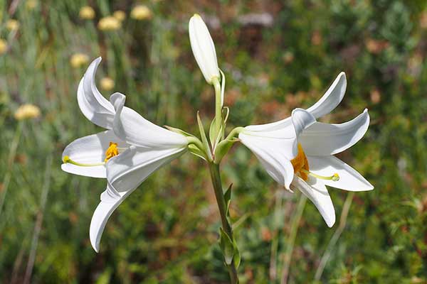 Lilia biała (Lilium candidum)