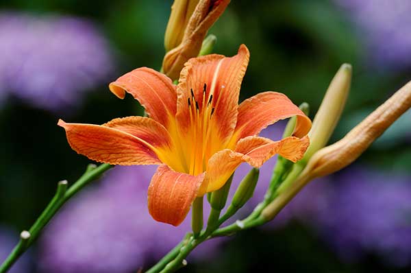 Lilia bulwkowata (Lilium bulbiferum)