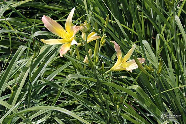 Liliowiec ogrodowy (Hemerocallis ×hybrida)