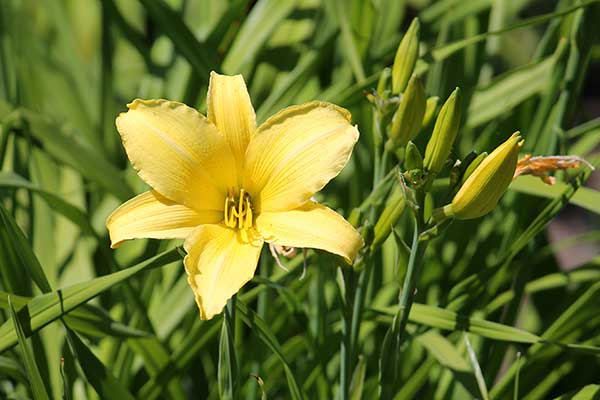 Liliowiec żółty (Hemerocallis lilioasphodelus)