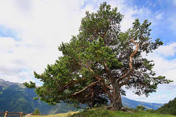 Sosna limba (Pinus cembra)