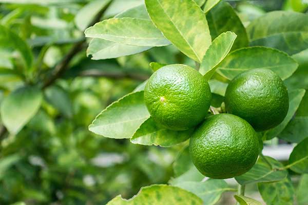 Lima, limeta, limonka (Citrus aurantifolia)