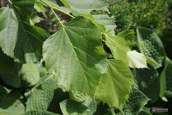 Lipa begoniolistna (Tilia begoniifolia)