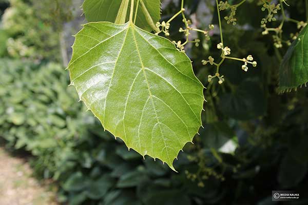 Lipa Henry'ego (Tilia henryana)