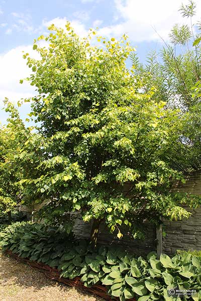 Lipa holenderska (Tilia ×europaea)