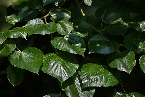 Lipa krymska (Tilia ×euchlora)