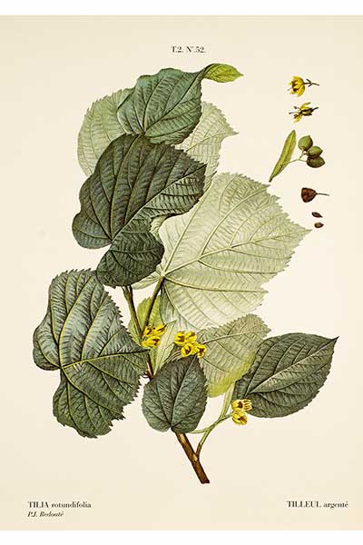 Lipa srebrzysta, lipa węgierska (Tilia tomentosa)