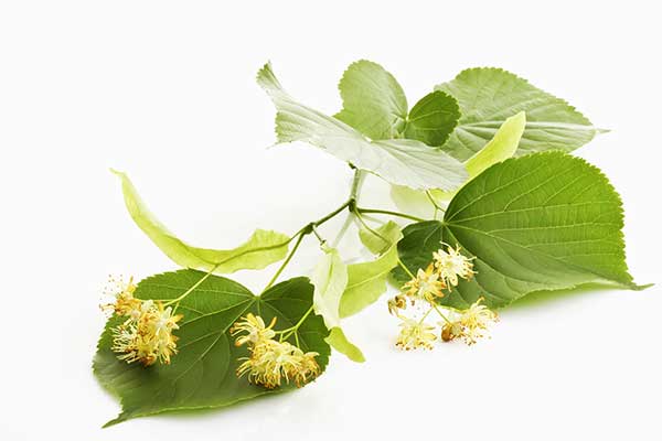 Lipa szerokolistna, lipa wielkolistna (Tilia platyphyllos)