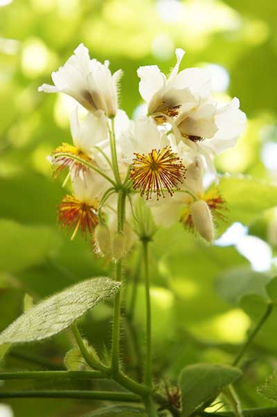 Lipka pokojowa (Sparmannia africana)