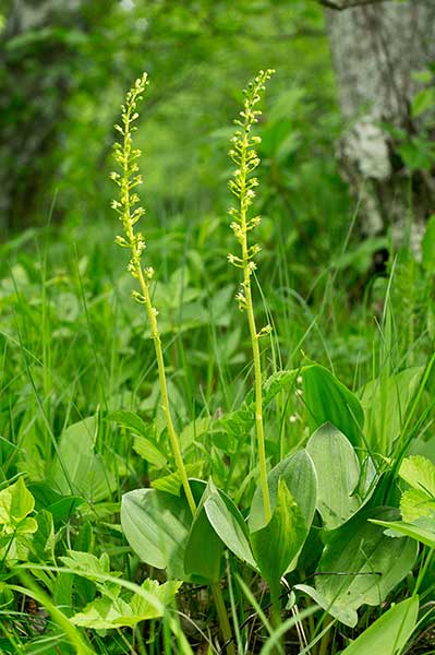 Listera jajowata (Listera ovata)