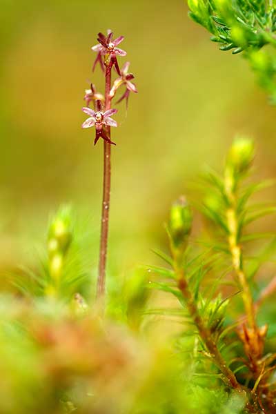 Listera sercowata (Listera cordata)