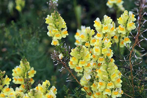 Lnica pospolita (Linaria vulgaris)