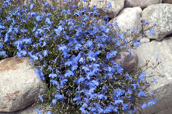 Lobelia przylądkowa, stroiczka przylądkowa (Lobelia erinus)