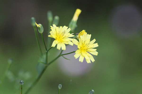 Łoczyga pospolita (Lapsana communis)