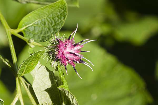 Łopian gajowy (Arctium nemorosum)