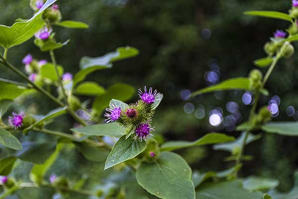 Łopian mniejszy (Arctium minus)