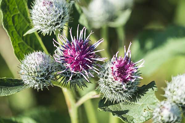 Łopian pajęczynowaty (Arctium tomentosum)