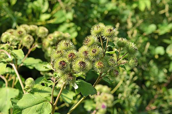 Łopian większy (Arctium lappa)