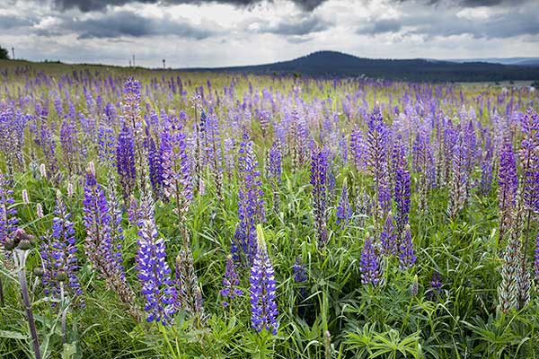 Łubin trwały (Lupinus polyphyllus)