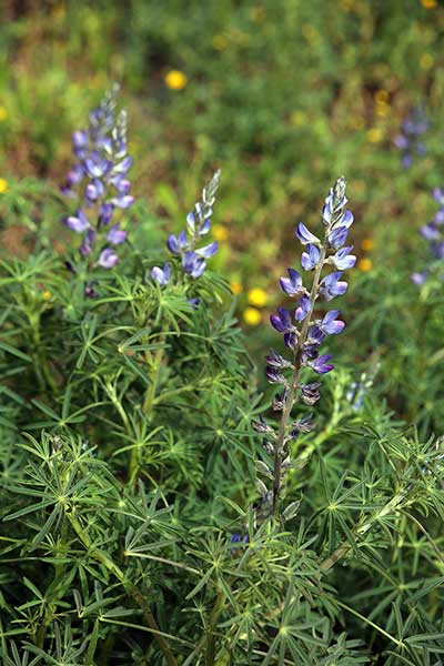 Łubin wąskolistny (Lupinus angustifolius)