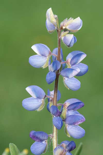 Łubin wieloletni (Lupinus perennis)