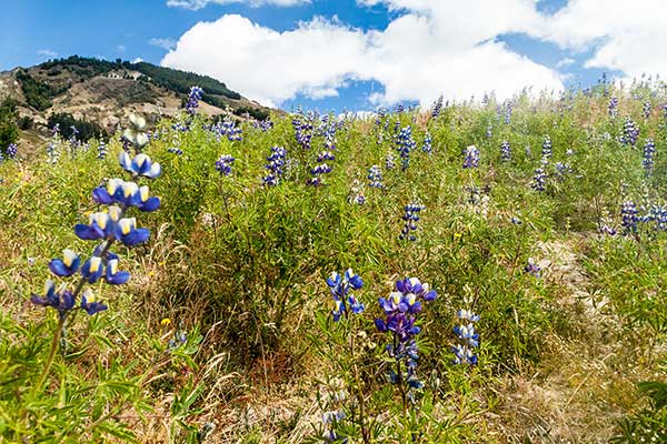 Łubin zmienny (Lupinus mutabilis)