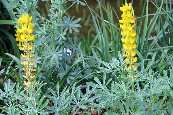 Łubin żółty (Lupinus luteus)