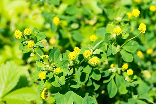 Lucerna nerkowata (Medicago lupulina)