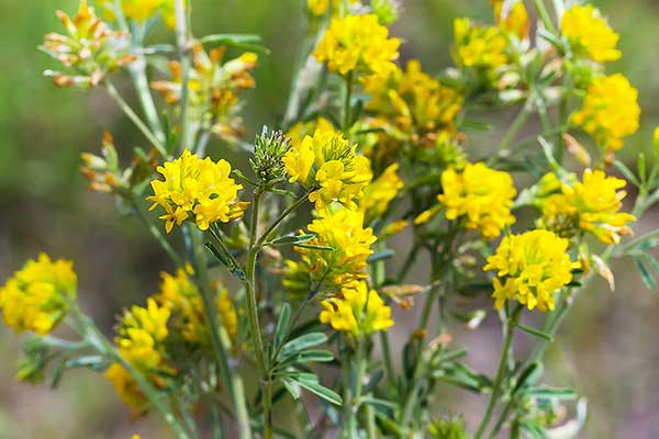 Lucerna sierpowata, dzięcielina (Medicago falcata)