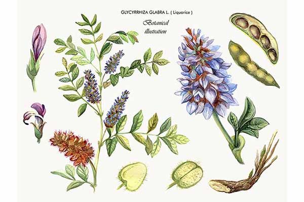 Lukrecja gładka (Glycyrrhiza glabra)