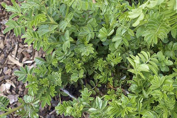 Lukrecja najeżona (Glycyrrhiza echinata)